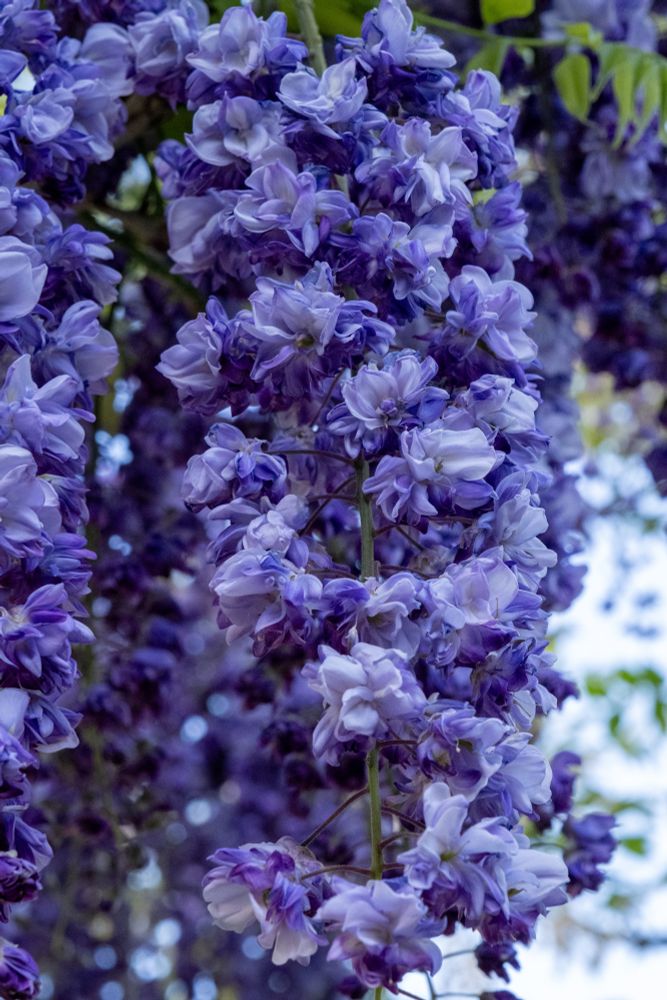 A closeup photo of purple wisteria blooms.