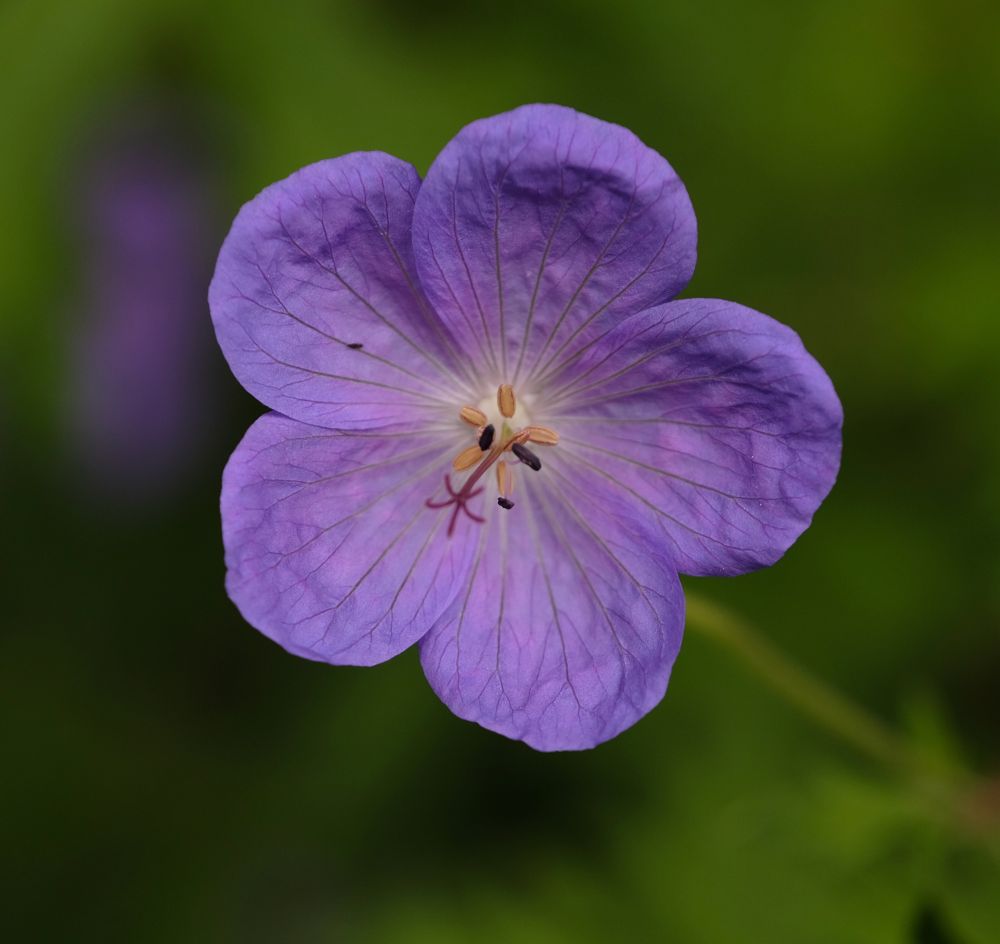 A closeup photo of a purple geranium blossom against a green background.
