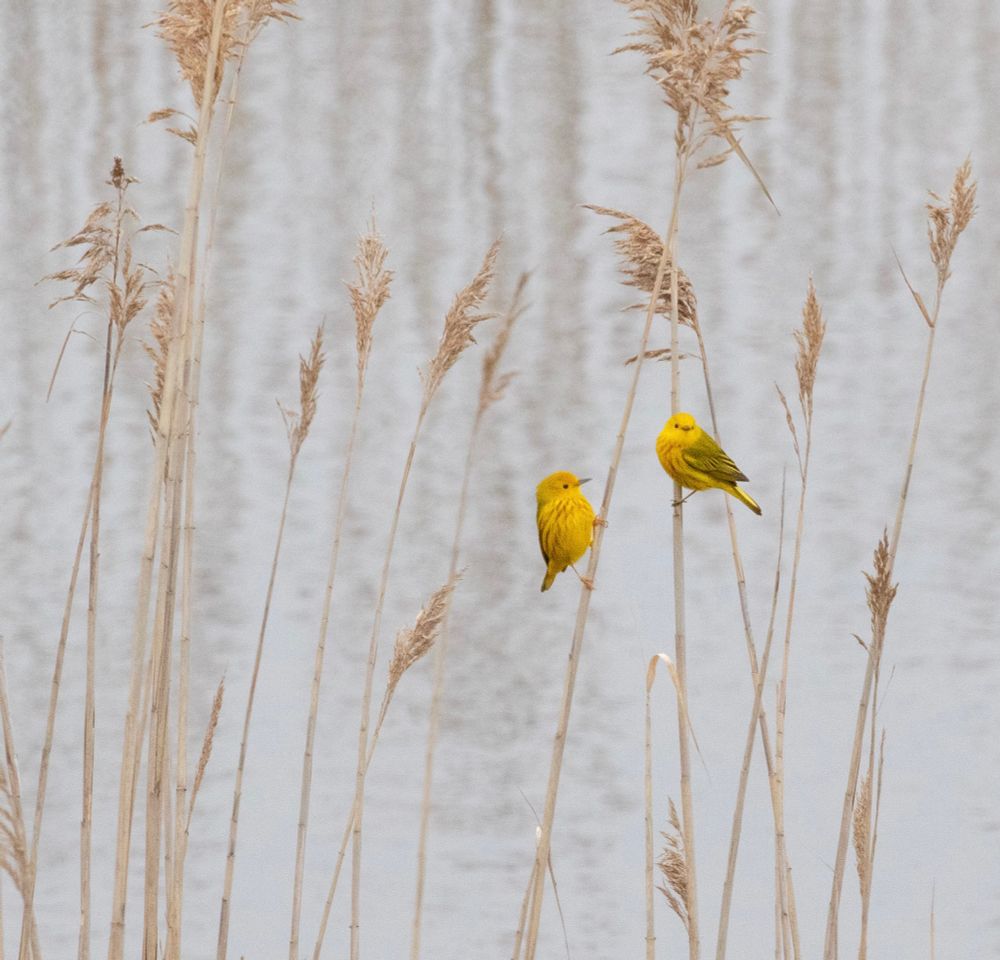 A photo of two yellow warblers perched on adjacent reeds.