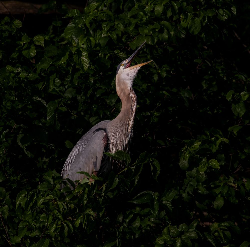 A photo of a great blue heron perched in a tree. It’s facing upwards with its beak open as though watching something above it.