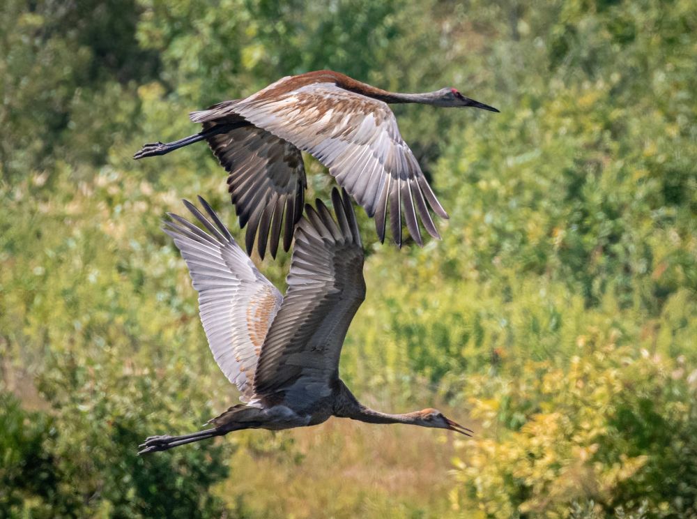 A photo of two Sandhill cranes flying. The bird on top is an adult, while the bird below is a young crane.