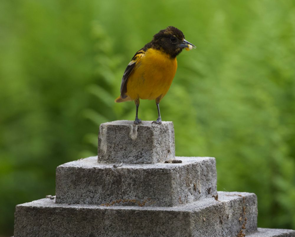 A photo of a male Baltimore Oriole standing on top of a pyramidal grave top with a bug in its mouth.