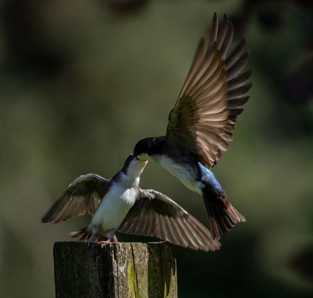 A photo of a baby tree swallow standing on a wooden post as its mother hovers above it and feeds it.