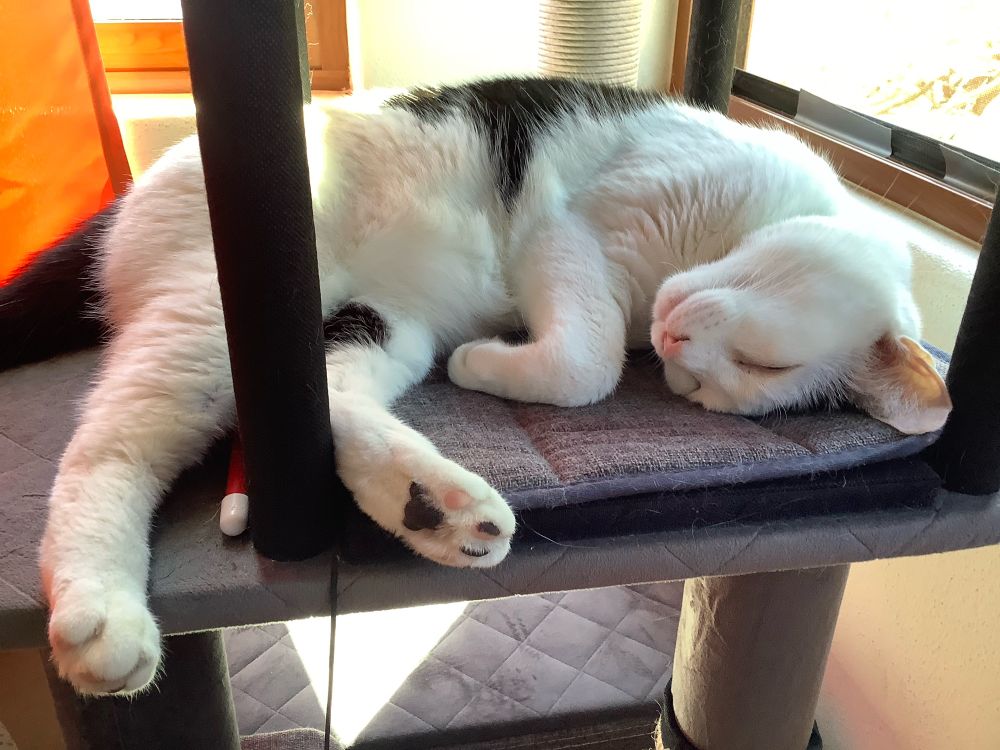 Just napping on my cat tree. lazy day. 