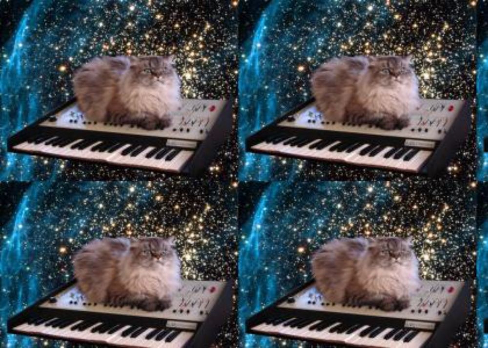 catonakeyboardinspace