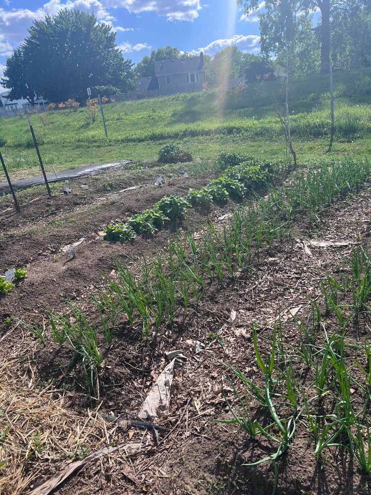 A row of garden beds