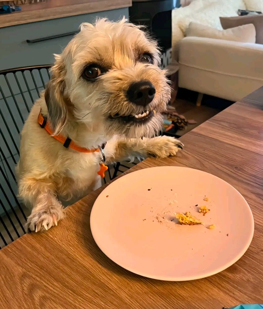 Photo d'un chien fêtant son anniversaire peut-être un peu mal à l'aise (?)