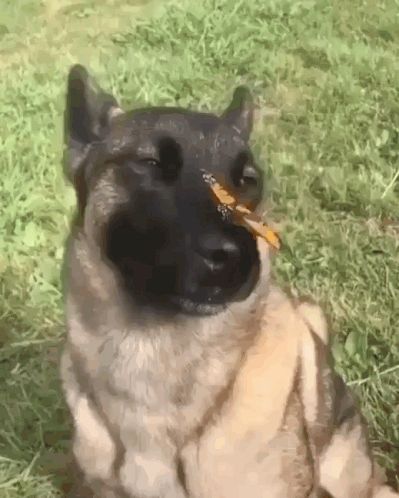 a dog with a butterfly in its mouth is sitting in the grass