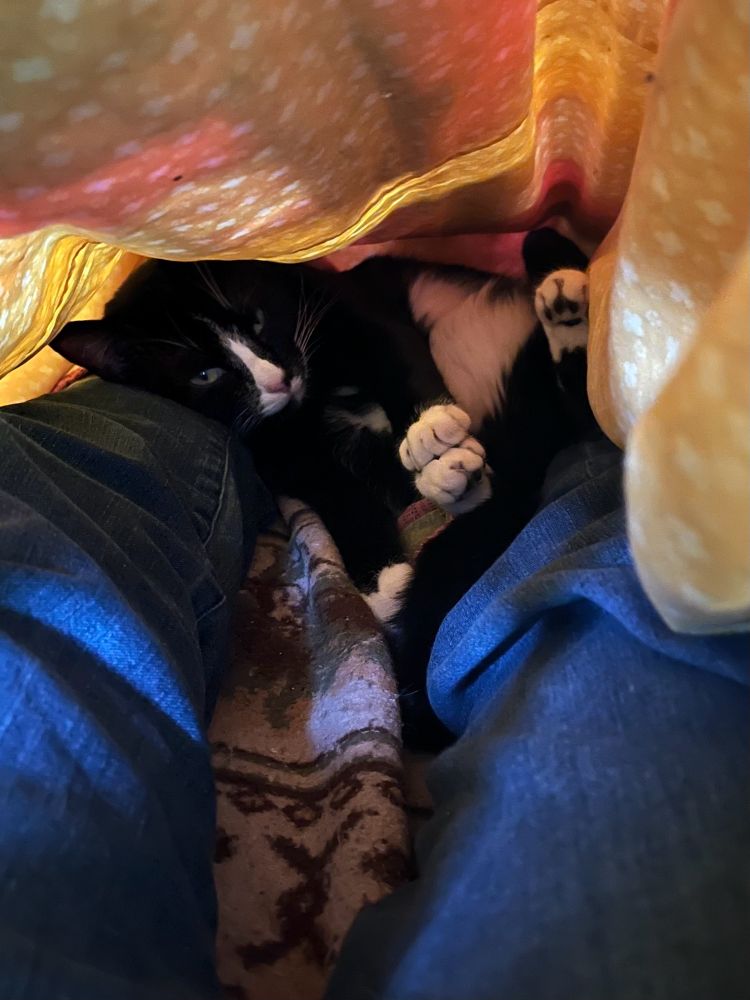Tuxedo cat laying on human legs under a blanket.