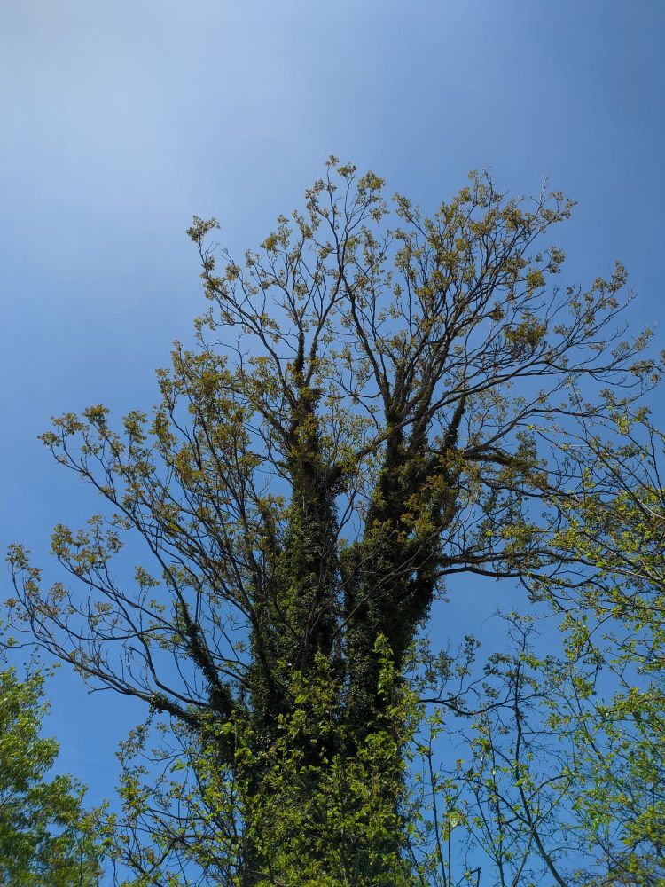 A photo of a tall tree covered in ivy on a sunny day