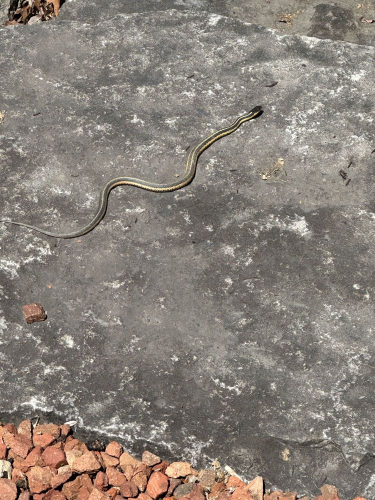 A garter snake sunning on a large rock