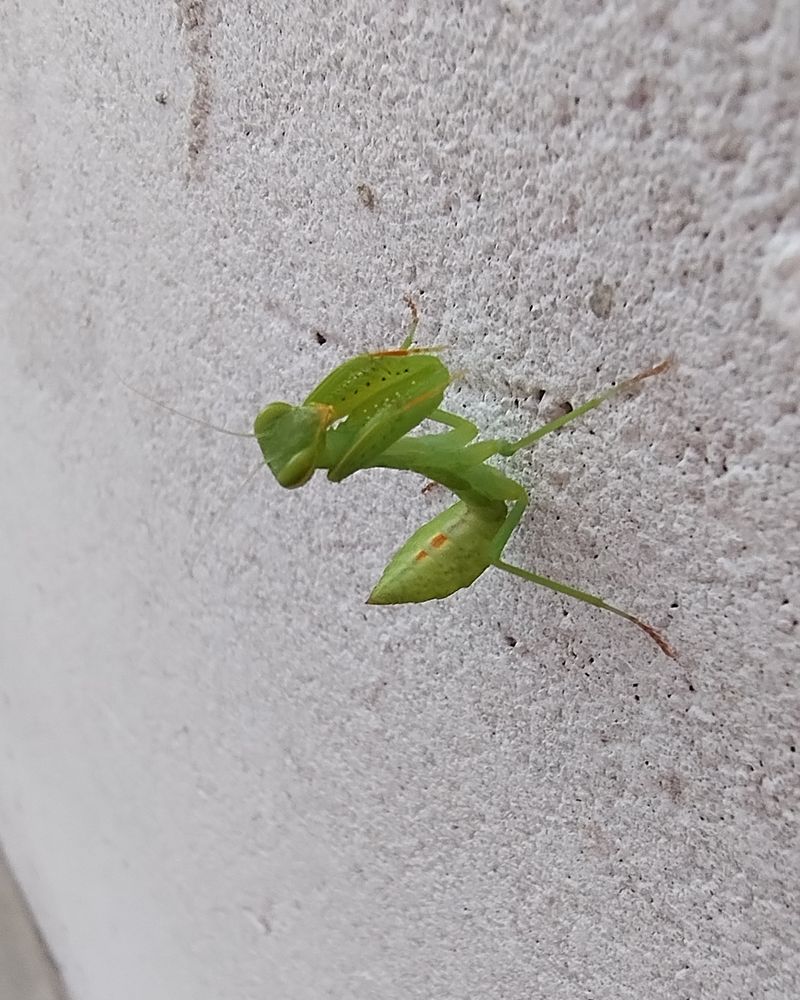 Louva Deus pequenininho com o rabo igualzinho a uma folha verde numa parede branca.
