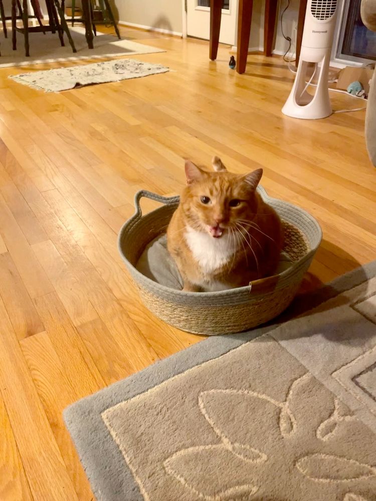 A ginger cat sits in a green-edged basket, near a green-patterned rug, on hardwood flooring.  The cat is clearly fed up with the photographer's misplaced priorities, and just wants her to get on with preparing said cat's dinner.
