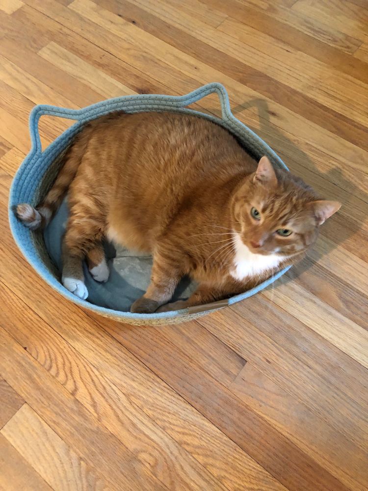 No cheating. Post the last pic of your pet. Image shows a ginger cat, relaxing in a green-edged basket that has cat-ear trim, on a hardwood floor. The cat’s name is Metatron. 