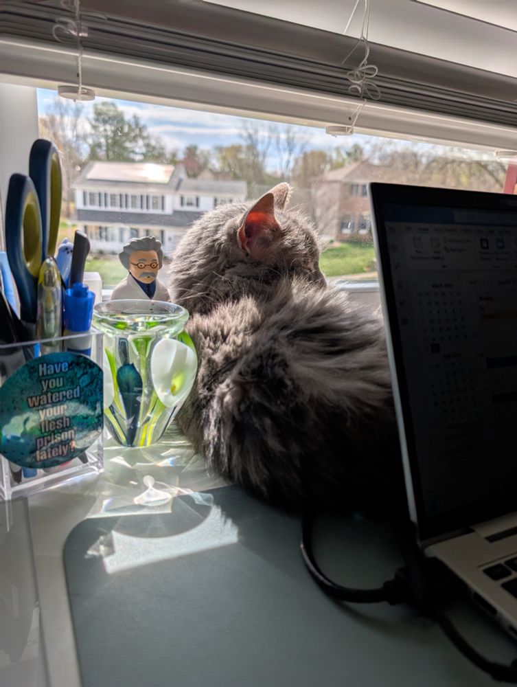 A fluffy grey cat lying on a desk. The cat is between a laptop computer and a sunny window.