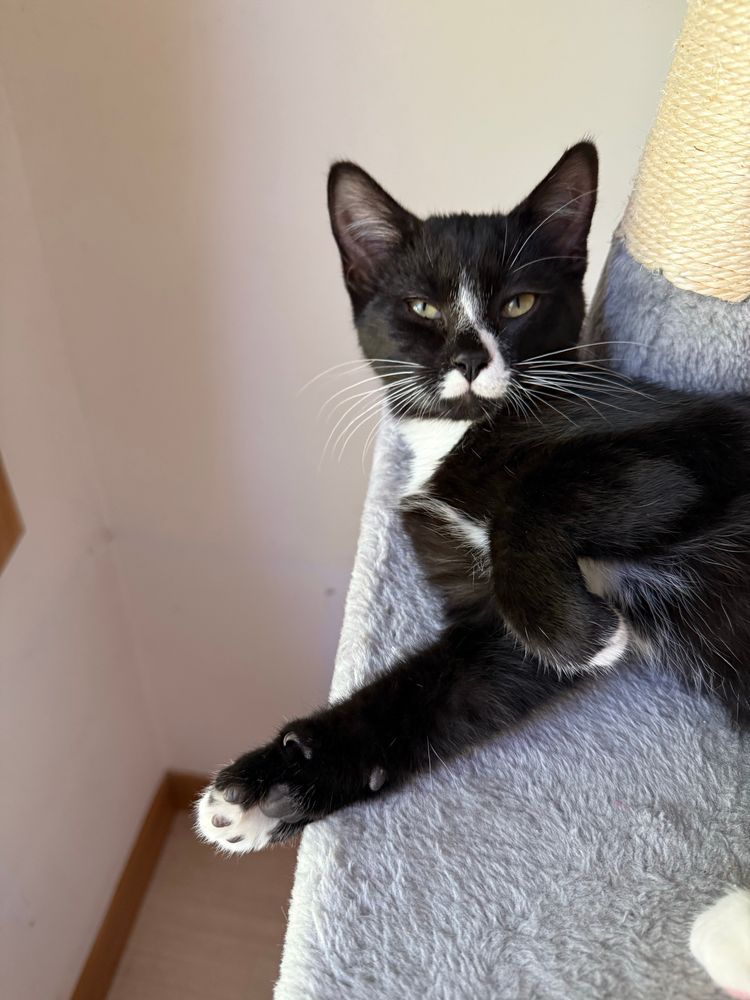 Miss Thackery Anne Binkx. A black and white domestic shorthair kitten 