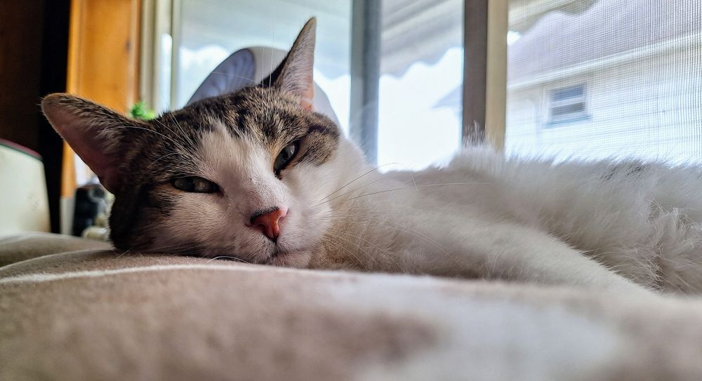 White and tabbie cat named Kimchi laying in a window staring in to the camera with eyes mostly closed. 