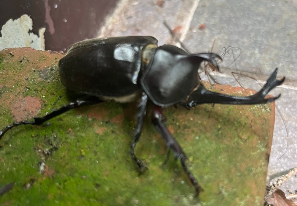 Kabuto mushi (“warrior helmet insect”)
Trypoxylus dichotomus