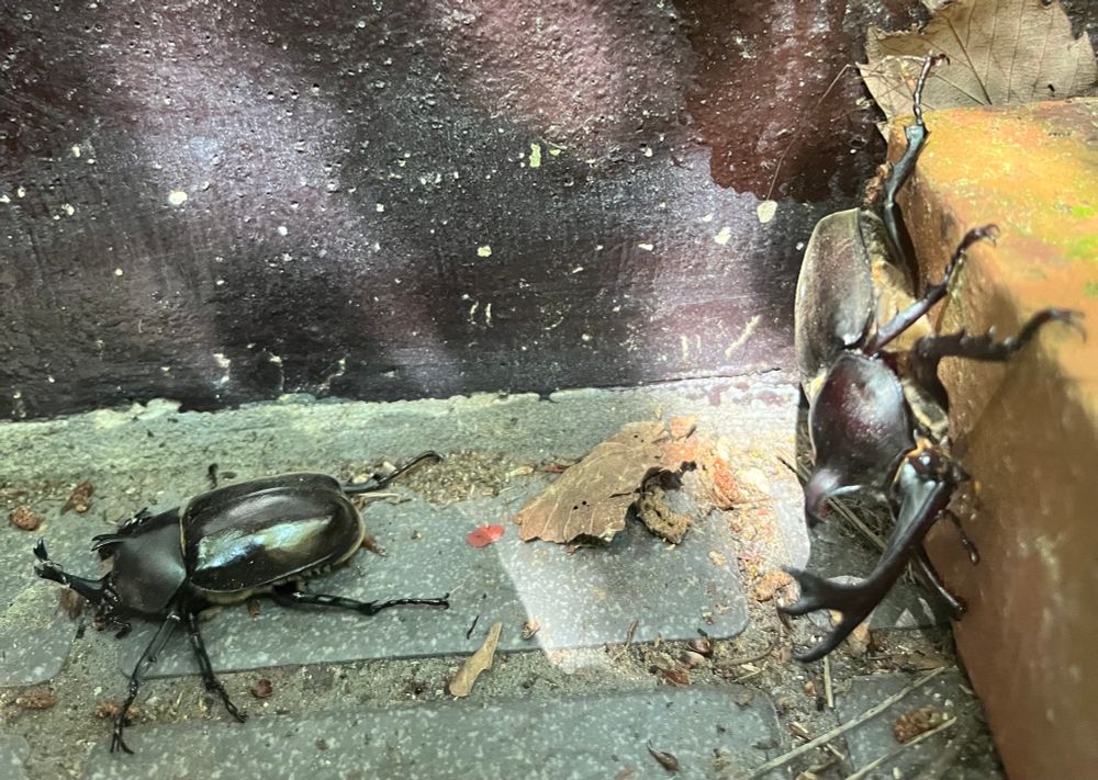 Kabuto mushi (“warrior helmet insect”)
Trypoxylus dichotomus