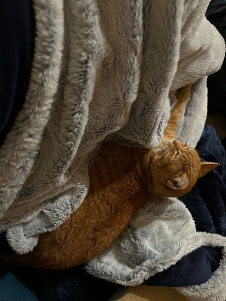 An overhead picture of an orange tabby on top of an electric blanket laying across a persons lap. The orange tabby has a peaceful face with her eyes closed. 