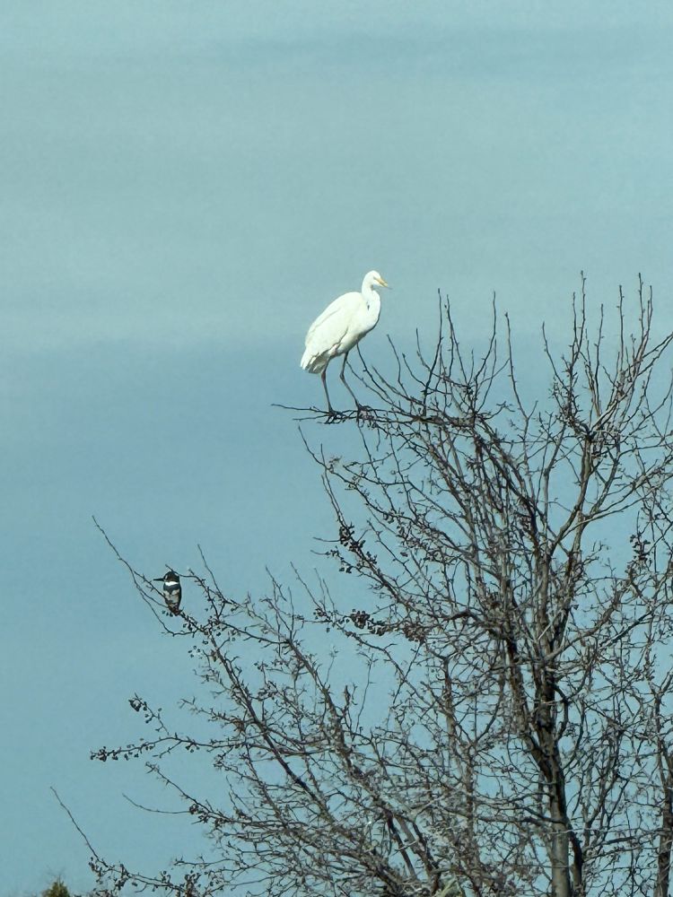 Two birds on tree branches. At the. Top is a large long neck white bird  called a giant egret. At the lower branches is much smaller blue bird with a dark beak and white chest accented with a blue band of feathers across its chest. This is a kingfisher. 