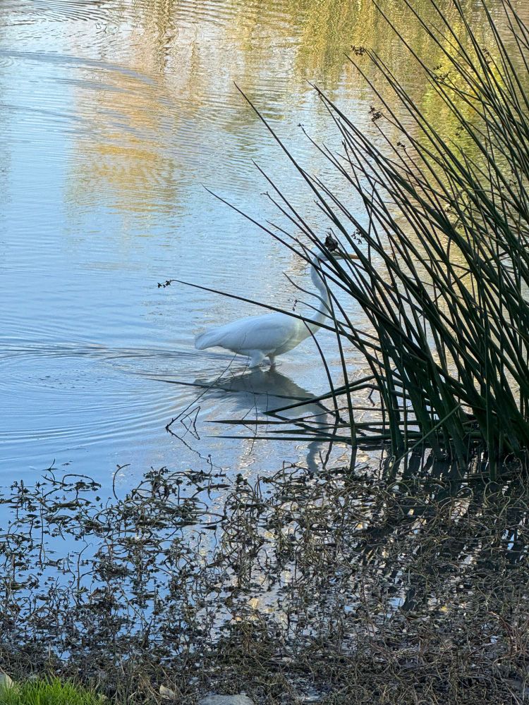 A close up of a white bird walking in a body of water. It is a great egret, with a long neck as wide as its body. It is slowly walking behind tall grass that is beginning to cover it all the way to down to its neck.