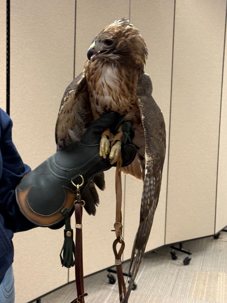 A front view of Bullit the red tailed hawk as she is perched on a volunteer’s gloved hand. Bullit has a sharp beak surrounded dark feathers that shift to reddish brown and light brown colors. Her left wing lays limp due to an injury. Her black claws are at least an inch long.