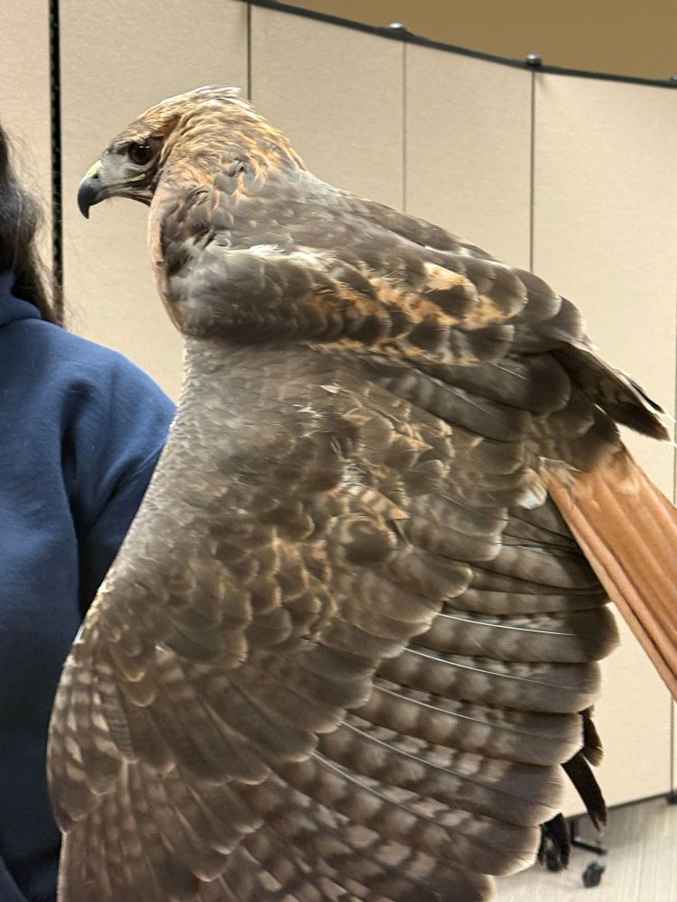 The picture shows Bullit, a 14 year old Red tailed hawk. Her left wing lays limp due to an injury. The limp wing still showcases her beautiful feathers with a gradient of brown to light brown. Her flight feathers have striped colorations of dark brown and grey. Her head and her tail feathers are a reddish brown color. She is comfortably perched on a volunteer’s gloved hand.