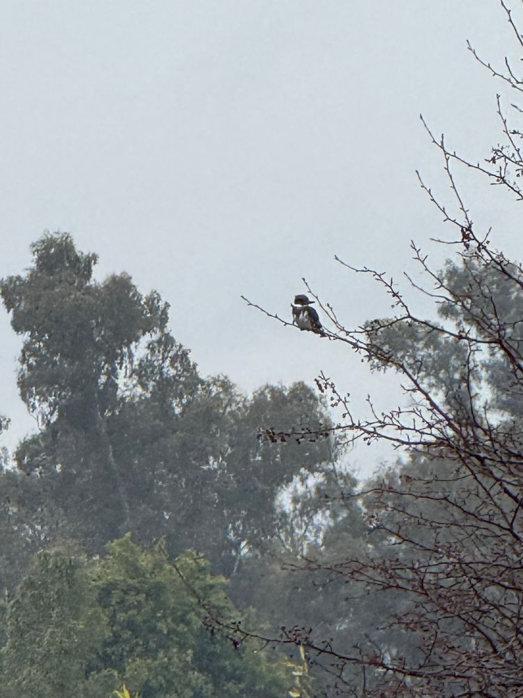 A picture at a distance of bird with blue feathers, black beak and white feathers on its chest and along the neck like a collar. This is a kingfisher sitting on a branch on a foggy morning with trees in the background. 