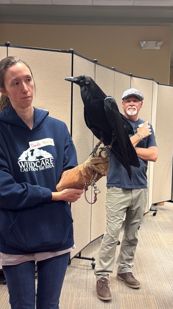 Picture of the 14 year old Razzle the raven. Razzle is striking with shiny black feathers perched on a volunteer’s gloved hand. Although she sustained an injury on her left wing she still stands close to two feet tall from head to tail feathers. 
