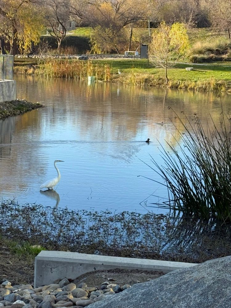 Picture contains a small law with tall grass on the right corner. On the left corner is a white bird with a long elegant neck called a grey egret. Further away, there are two ducks, with black and white markings.