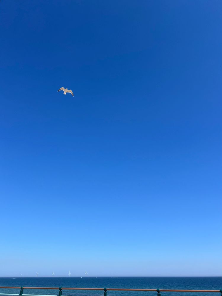 A clear blue sky above the sea, with a seagull flying across the frame in the top left corner. 