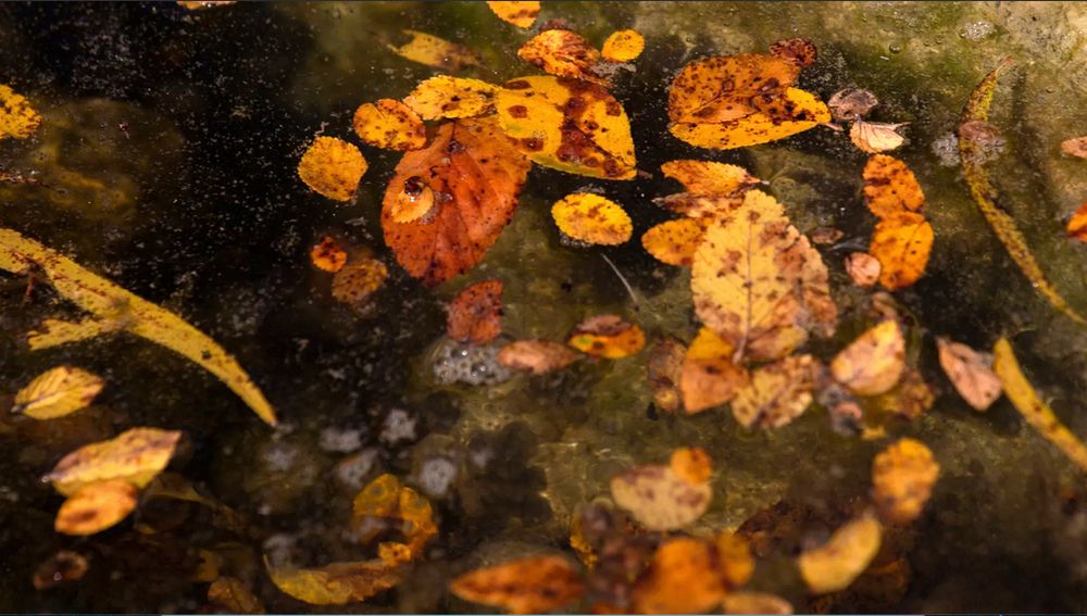 A collection of orange and yellow autumn leaves floating on the face of a woodland pond