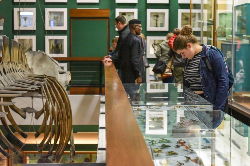 Visitors looking at a display of butterflies and a whale skeleton in the University of Aberdeen's Zoology Museum