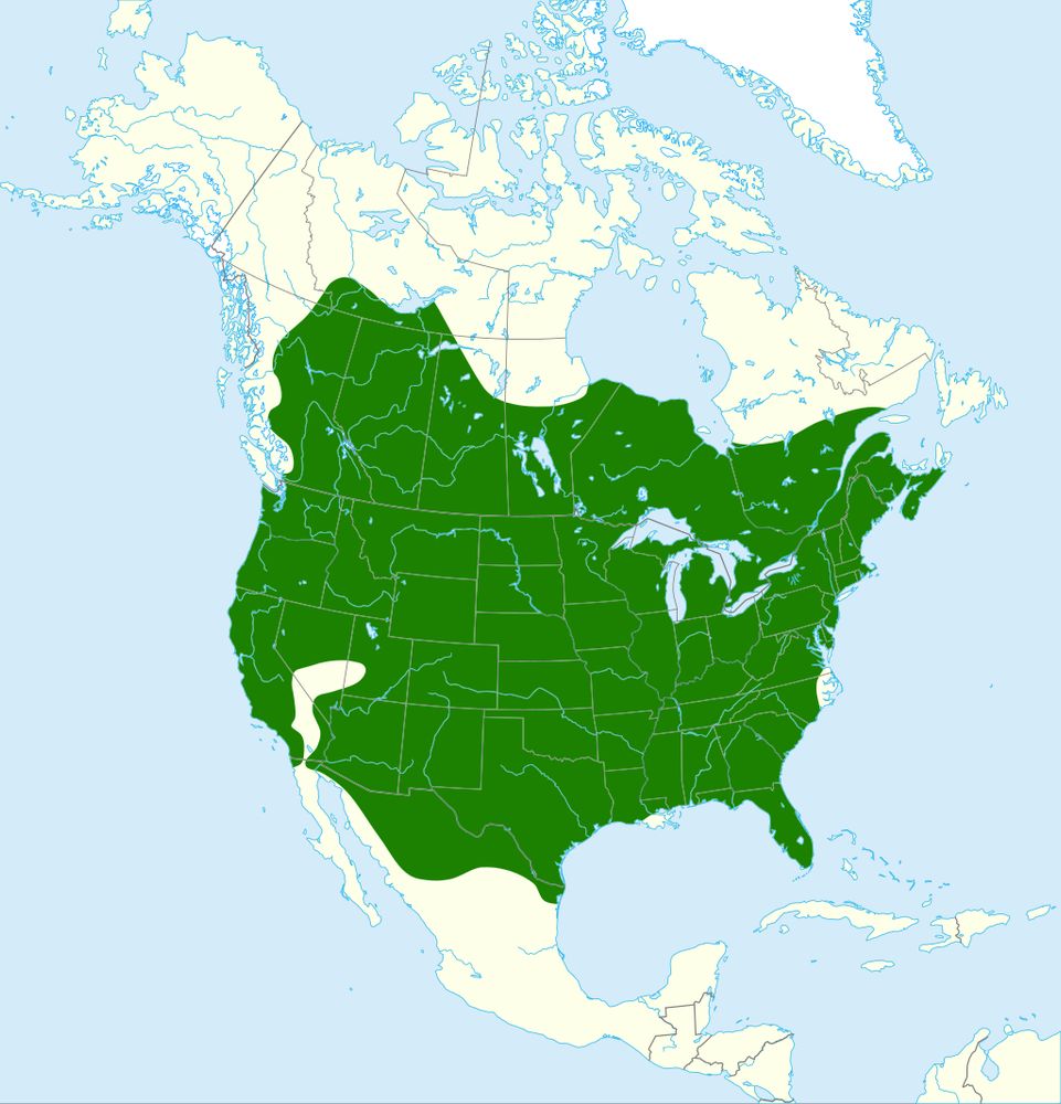 range map of Mephitis mephitis; almost all of US and southern Canada, a bit of northern Mexico