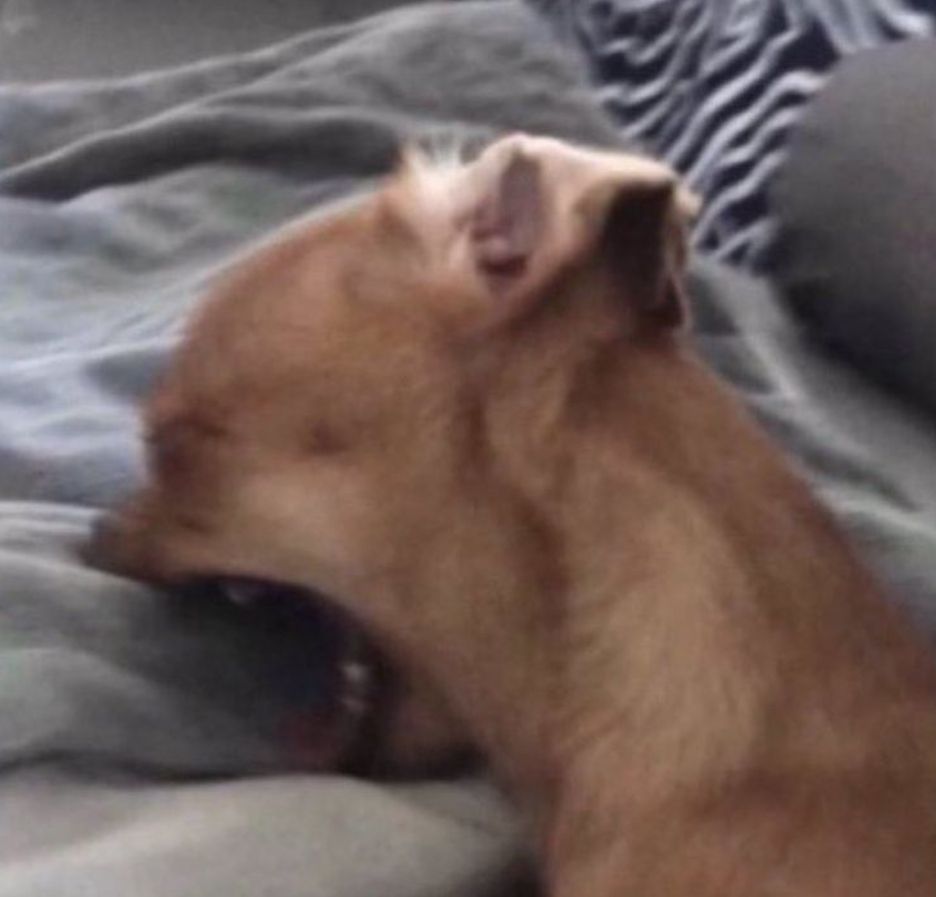 dog screaming