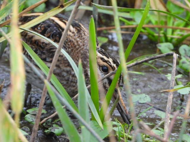 A Jack Snipe feeding  partially obscured by grass, NWT Holme  Dunes.