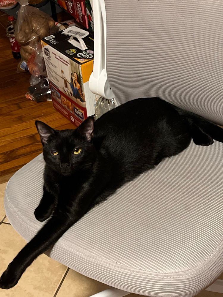 A photo of a black cat sprawled out with one paw extended out