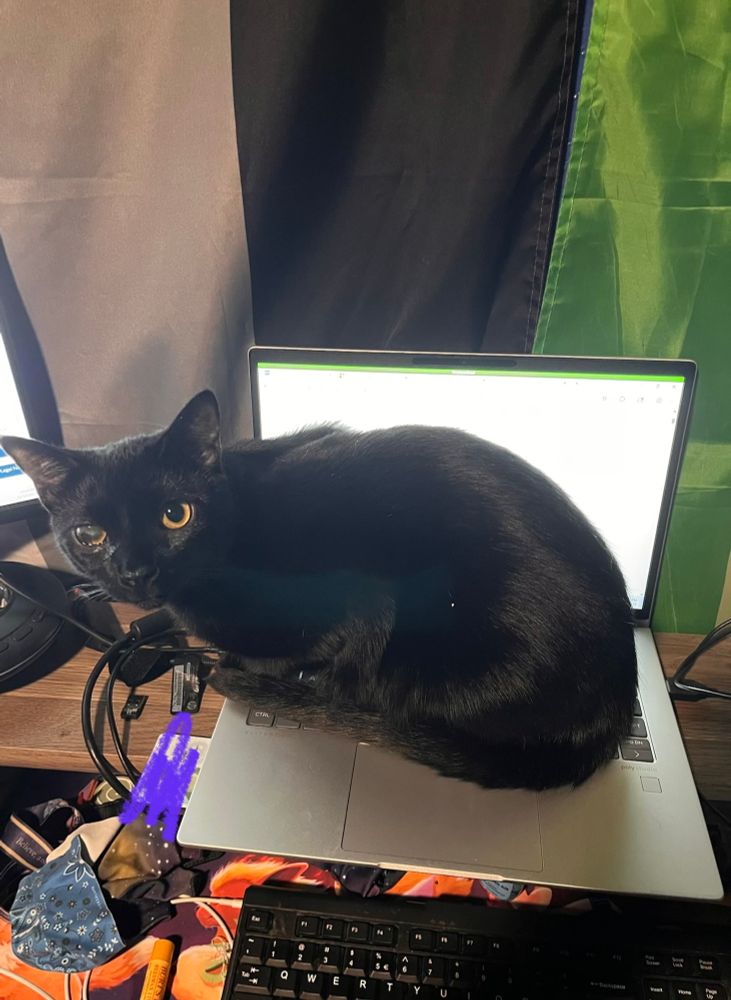 A photo of a cat crouched on a laptop
