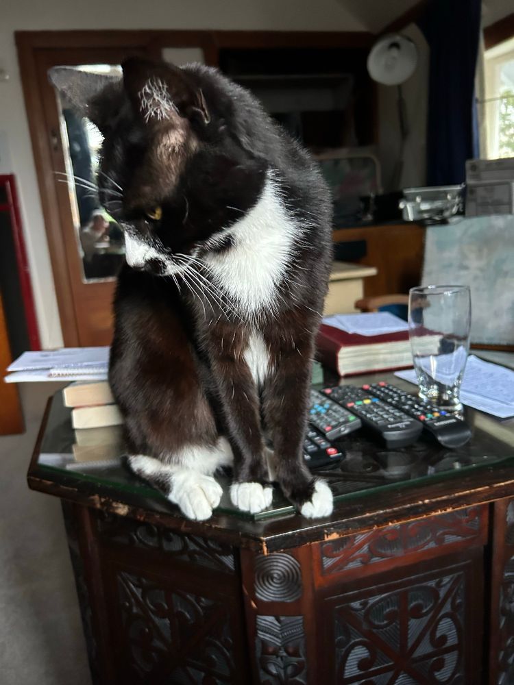 Felix on the table. He is a black and white Tuxedo cat. 