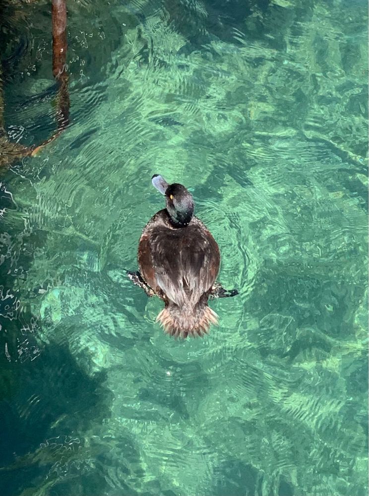Pāpango (New Zealand Scaub), close up on Lake Wanaka. The water is gorgeous light blue.