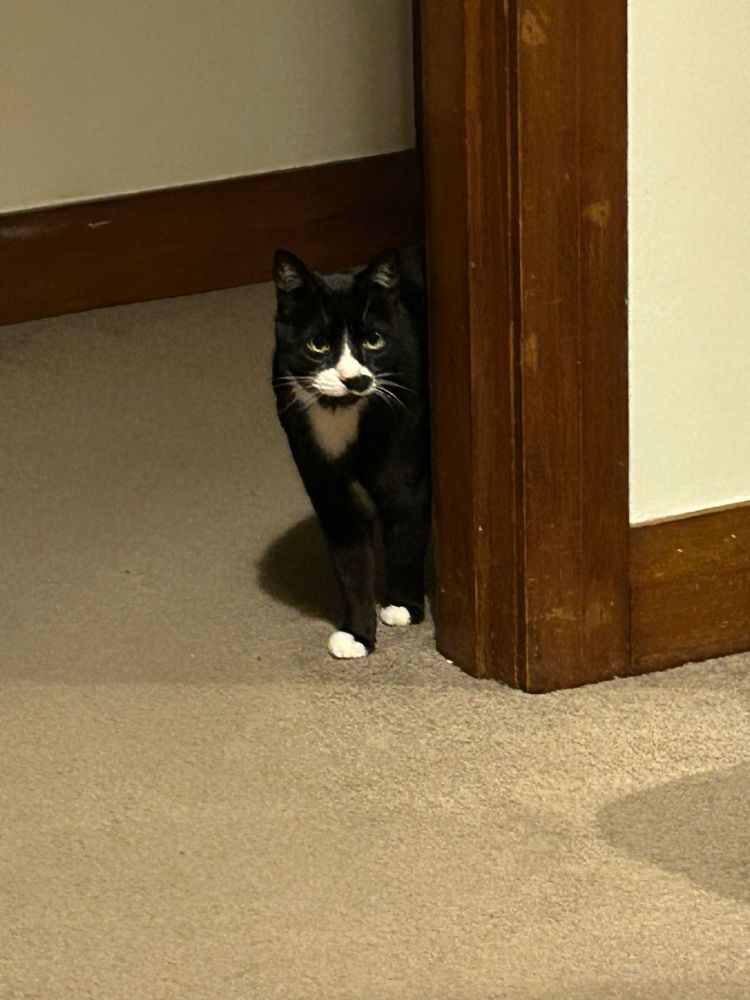 Standing in the doorway is Felix the black and white cat. He is not quite sure if he wants to come in or not.  