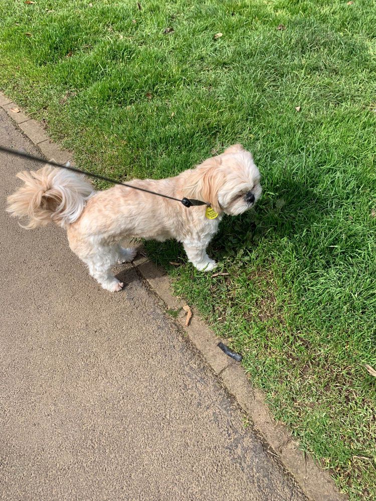 Teddy out on a walk veering off the path onto the grass. He is on a lead and his gut looks pretty against the green of the grass.