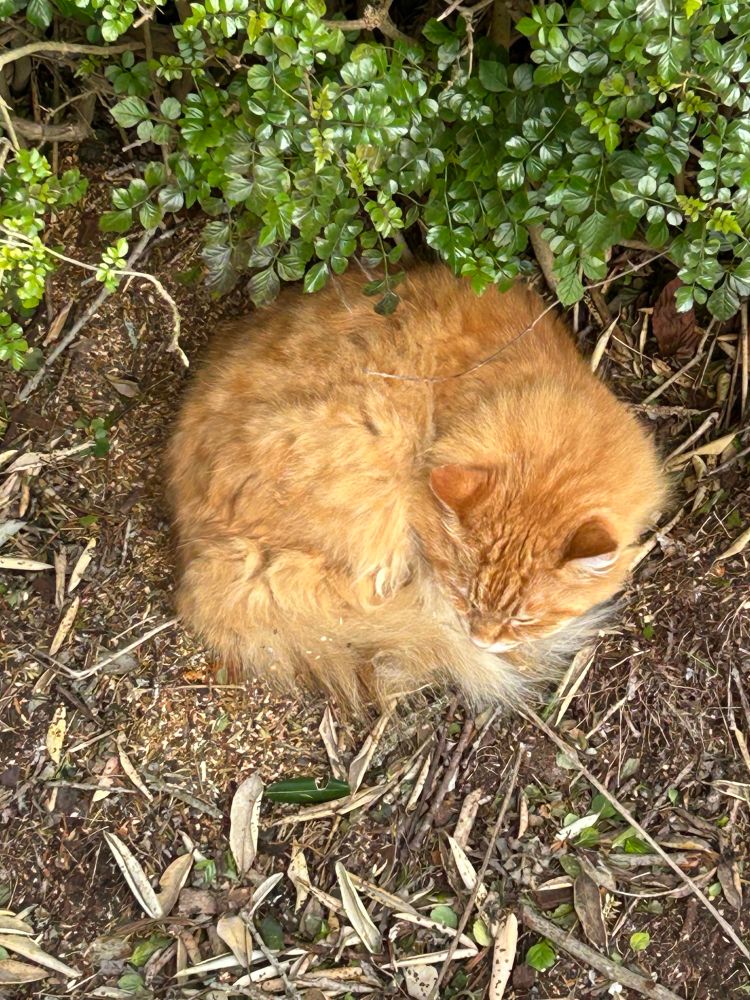 Ginger cat looking cute curled up by a hedge. 