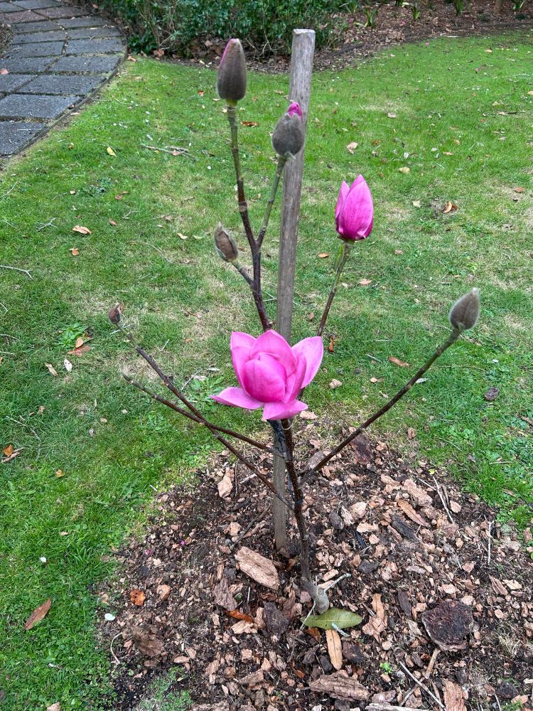 Magnolia tree approx one metre tall with two dark purplish pink flowers. 