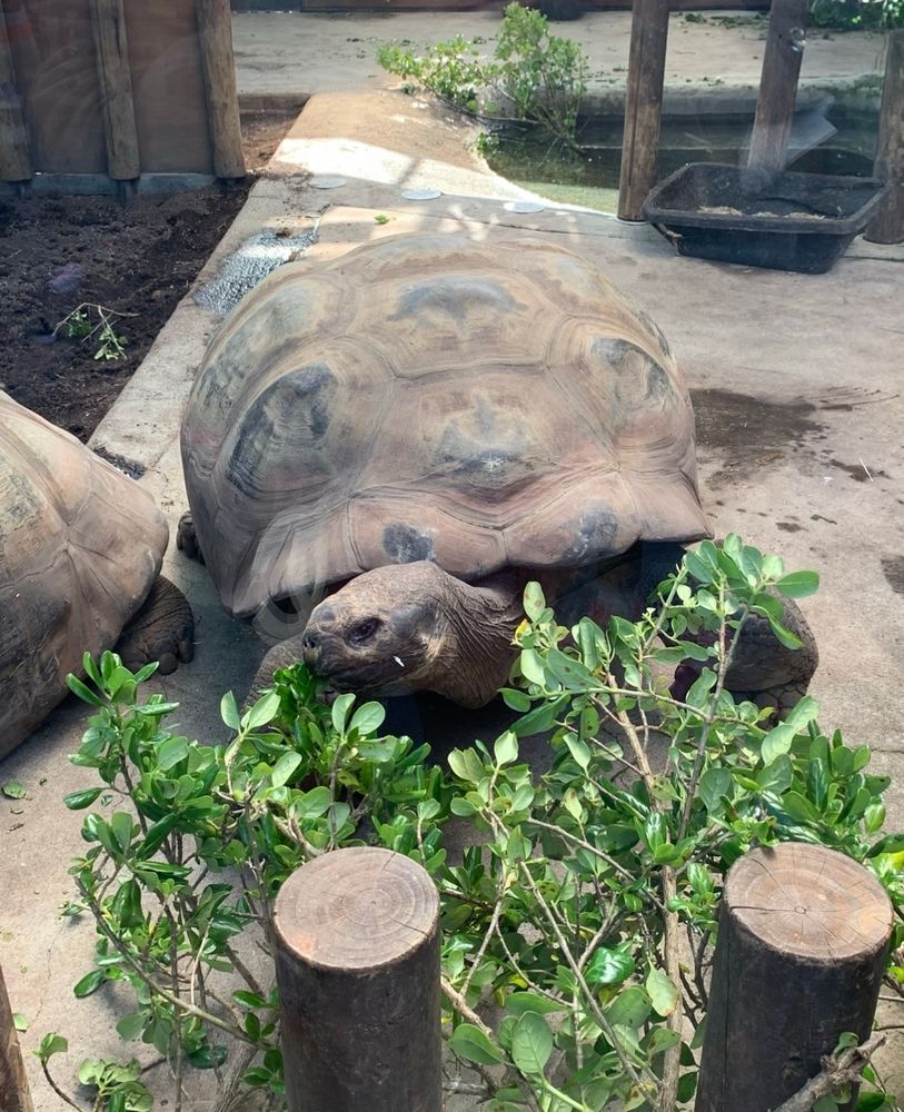 Galapagos tortoise chilling out by some foliage outside in the sun. 