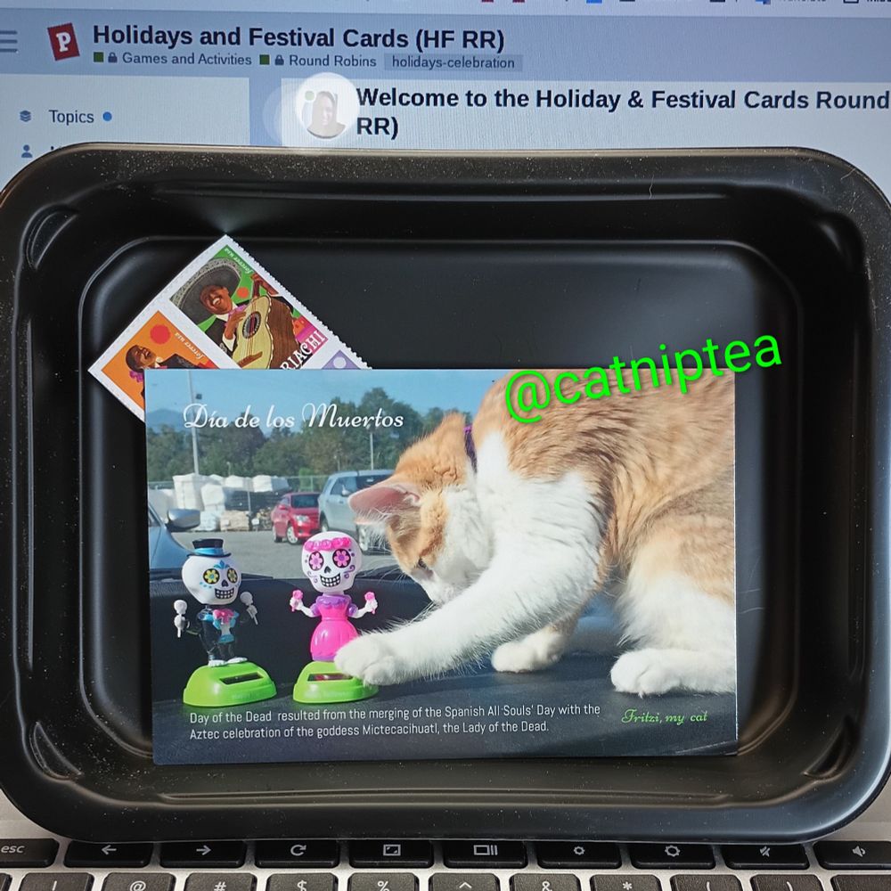 Day of the Dead postcard with an orange and white cat, my cat Fritzi, playing with solar sugar skull dancers on our car dashboard.