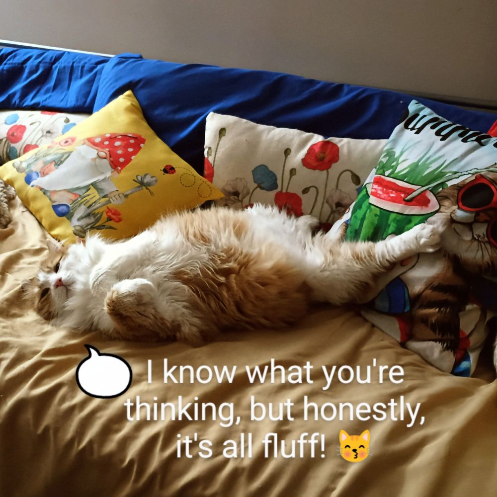 Fluffy Fritzi, indignantly protesting that he is fluffy not fat. Orange and white cat on its back on a daybed looking at the camera holder.