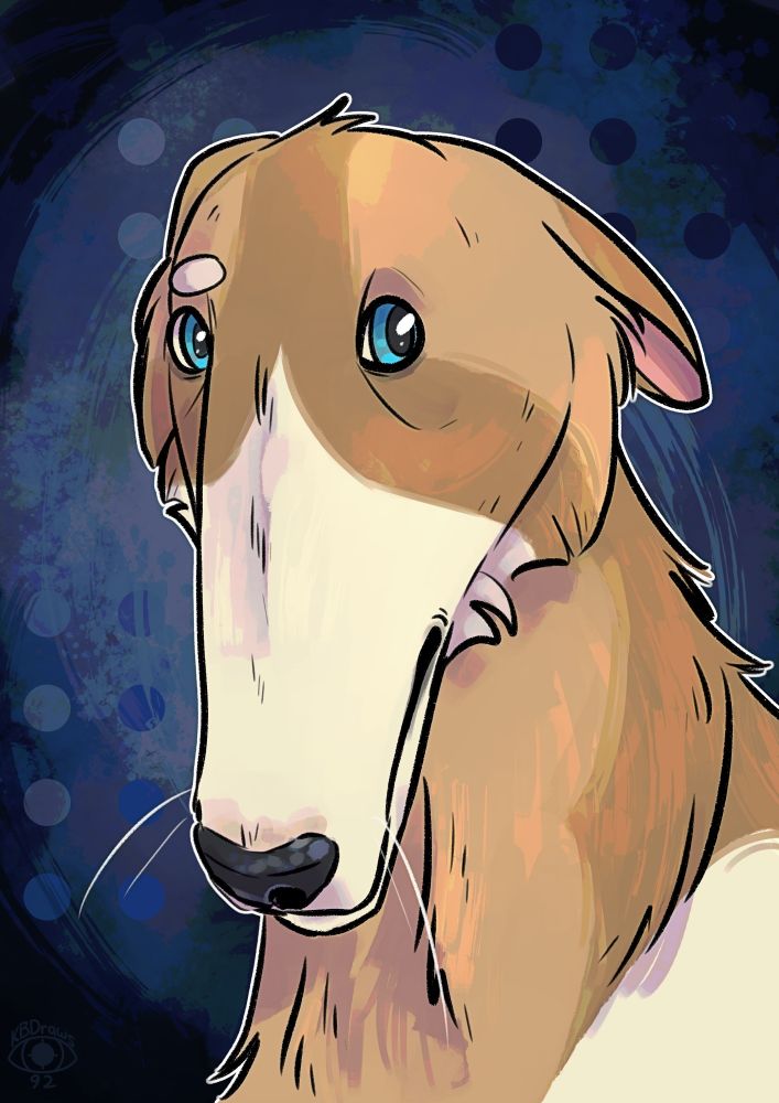 Portrait of a borzoi with a very long snoot