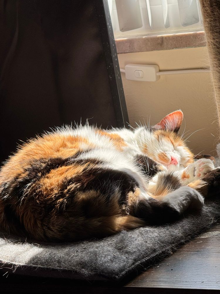 Little calico sleeping in the sunlight